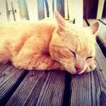 Jack, gatto randagio in Corsica - Foto di Fornò Serena 